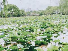 -无锡蠡湖国家湿地公园-蠡园