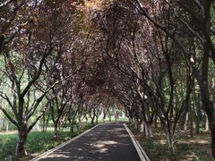 -石家庄市植物园
