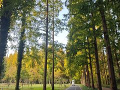 -黄海国家森林公园