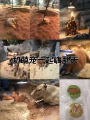 点击看大图 -Zoolung Zoolung动物主题公园(海信广场店)