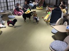 -逗柴咖啡屋·狗咖猫咖宠物桌游