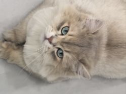 点击看大图 -柚子•猫美睫美甲
