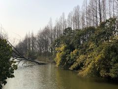 -上海滨江森林公园