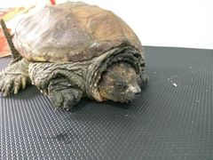 -荣耀金沙动物医院(清江西路店)