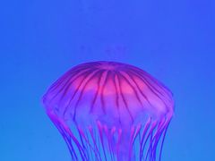 -上海海洋水族馆