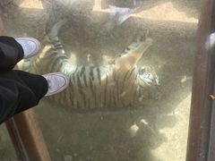-栾川竹海野生动物园