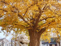 -北京石刻艺术博物馆(五塔寺)