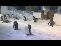 -芜湖新华联大白鲸海洋公园