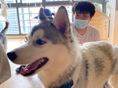 -Husky Go! 哈士奇体验馆·宠物咖啡厅狗咖