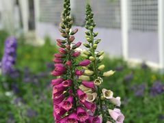 -深圳仙湖植物园
