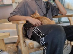 -喵屿·大理花园猫咖