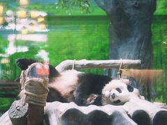 -灵玲国际马戏城