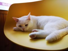-猫的茶·猫咖