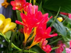 -秦美花卉(天朗·莱茵小城2期店)