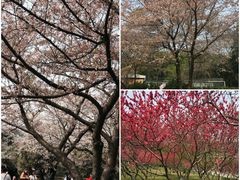 -武汉大学-樱园