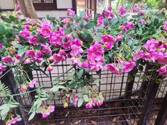 -老地方猫儿面(磁器口店)