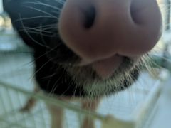 -怪兽屋·羊驼·猫咖·狗咖(俊华广场店)