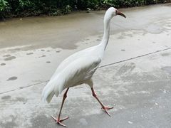 -广州长隆野生动物世界