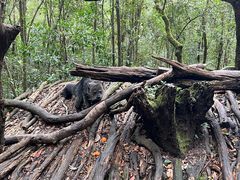 -普洱太阳河森林公园