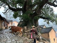 -杨家堂村
