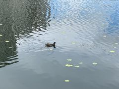 -荔湾湖公园