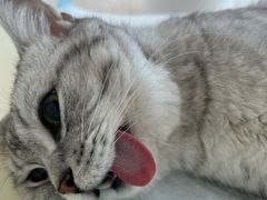 -A猫a狗全科·犬猫异宠·芥西宠物医院(南开总院)