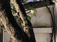 -家烧面馆【南山路知名经典面食】