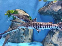 -辛玛王国游乐园