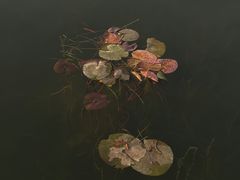-洋湖国家湿地公园