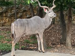 -清迈夜间动物园