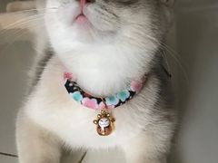 -东方名猫馆·英短金渐层布偶猫舍(环线广场1号楼店)