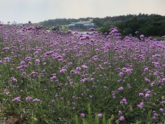 -大塘金香草谷