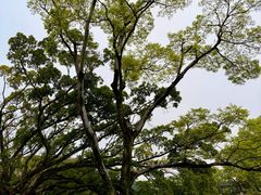 -江心屿景区