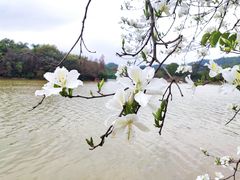 -番禺大夫山森林公园