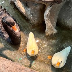 -Zoolung Zoolung动物主题公园(海信广场店)