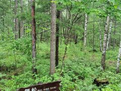 -峡谷浮石林景区