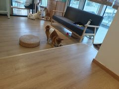 -南京Hallo宠物乐园·哈罗犬舍·柴犬繁育基地