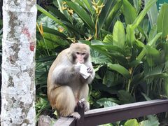 -海南热带野生动植物园