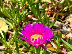 -麦考利夫人座椅