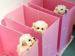 -翊宠yipet猫狗购宠庄园犬舍•猫舍