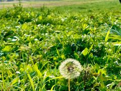 -汉长安城未央宫国家考古遗址公园