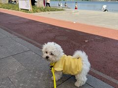 -翊宠yipet猫狗购宠庄园