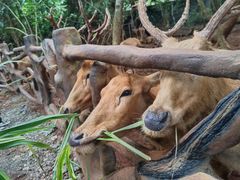 -海南热带野生动植物园