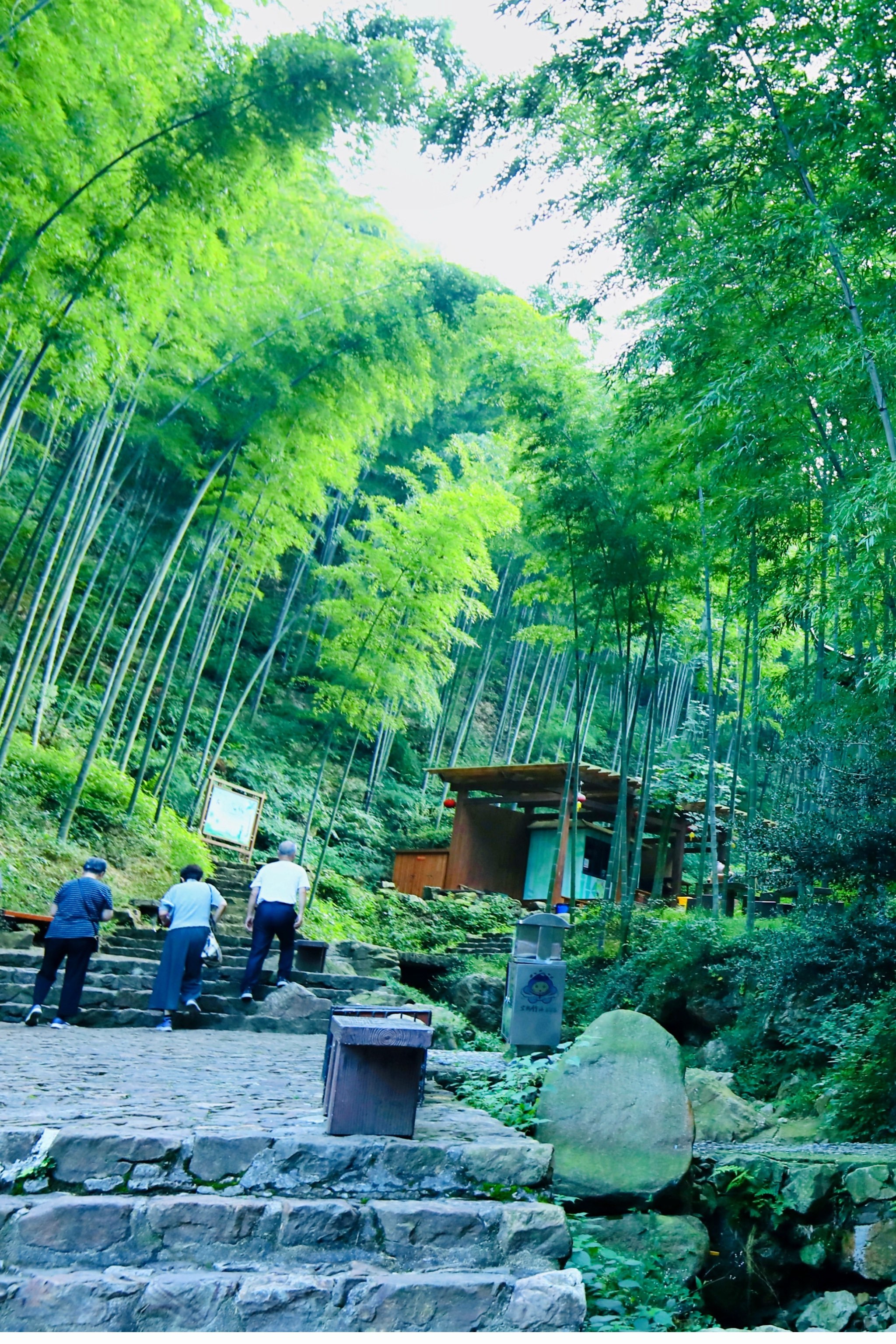 万亩竹海山顶三省风光,秒入武侠片