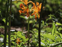 -国家植物园南园