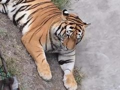 -秦皇岛野生动物园