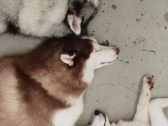 -星多哈·狗咖·拼豆·咖啡