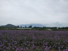 -北京东方普罗旺斯薰衣草庄园