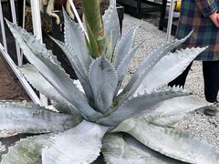 -上海鲜花港