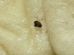android_upload_pic-北李妈妈菜·海肠捞饭(高新万达店)
